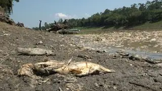 Amazonas sofre com as consequências de estiagem | AFP