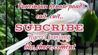 PANCINGAN KENARI PAUD,CUIT CUIT NGEROL PANJANG