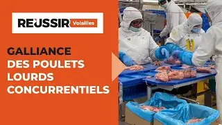 Galliance : Des investissements pour concurrencer les poulets lourds d'import 🍗