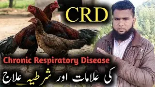CRD Disease Treatment Desi Murgi Chronic Respiratory Disease Ka Ilaj