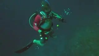 bahamas diving