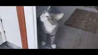 Lord Alfred Christopher Wellington III Cat is Angry He Can't Open the Door and Get Out and Play