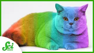Can Your Cat Change Color?