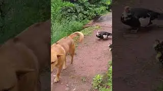 LOL, Latest Funny Dogs Videos So Funny Dog Moments Compilations 🐶😂😂 -EPS743  #cuteanimalshare