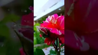 #nature #bannugull #shortvideo #shorts #short #insta360