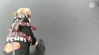 Raped Dog Rescue