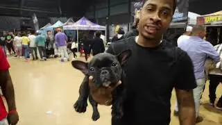 WESTCOAST BULLY EXPO 6 #americanbully #bullyshow #exoticbullies #frenchbulldogs #microbullys