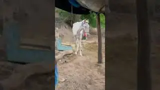 Haunted location #hauntedlocation #viral #2024 #horse