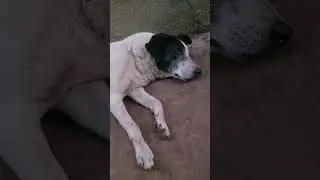 #unconditional love#street dog#feed street dogs#trending#shorts#beta rocky#most obidient bahu roxy