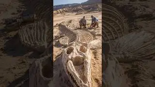 Massive Prehistoric Fish Fossil Unearthed in Sahara Desert