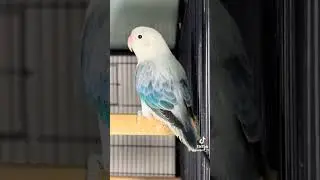 #birds #parrot #animals #army #beautiful #pakistan #uea #india #lovebirds #lol #AWY Aviary