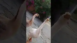 Long neck ducks Caller Sounds
