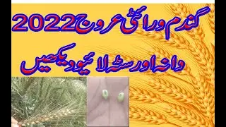 New wheat variety Arooj 2022 by Agri innovation tips