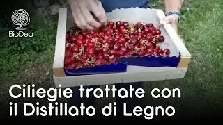 Distillato di Legno BioDea sulle ciliegie - Orfeo dalla Valpolicella