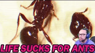 REACTION: The Traumatizing Reality of Being An Ant - CASUAL GEOGRAPHIC