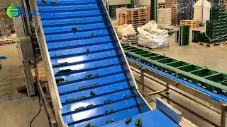 Cucumber washing grading packing line