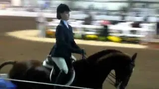 Stardust's Starworthy St.Louis National Horse Show