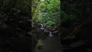 A piece of lush forest #countryside #indonesia #forest #fairytaleforest