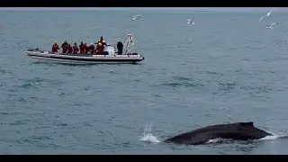 Elding Whale Watching Reykjav&iacute;k - Humpback Whale feeding next to our boats!