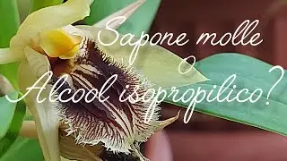 Калийное мыло или изопропиловый спирт для орхидей?