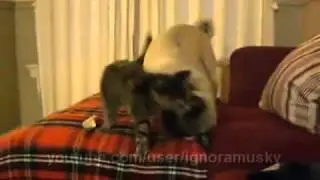 Как укротить льва  (How to Tame a Lion)