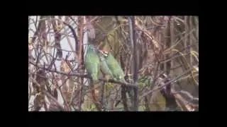 courtship feeding and mating on a rainy morning
