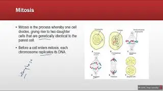 embryology L1 sem3 yousofi 1