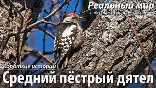 Средний пёстрый дятел (Dendrocopos medius, Leiopicus medius).