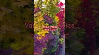 Some Red Maples from spring to fall colors.#maple #terracegarden #nature #fallcolors #树叶画 #gardening