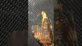 You don&rsquo;t see this often 😱 Male Moth hook #mothbreeding #deathshead #moths