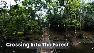 New Forest Walk 360&deg; &ndash; King's Hat Inclosure - Autumn Sunrise