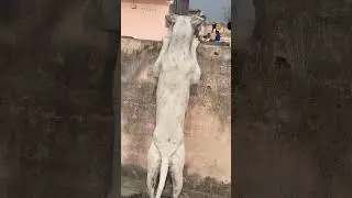 🙏❤️🦮dogo Argentina 🙏❤️🦮new video viral short #pitbull #amricanbully #animals #pistenbully