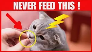 8 Human Foods That can Kill Your Cat Within Minutes 💀