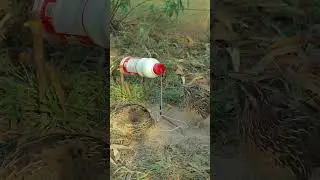 Amazing Quail Trap Using Wood #shorts #shortsvideo #ytshorts