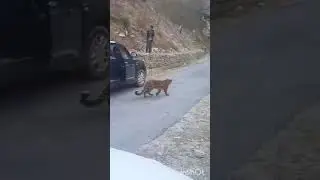 leopard attacks uttrakhand(india)