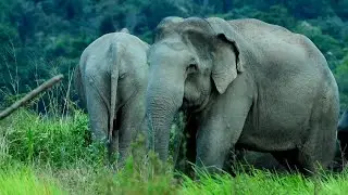 Physical characteristics and diet of a wild elephant in Sri Lanka