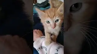 WONG CHICKEN PUPPY TERA KITTY LOVE ❤️😘