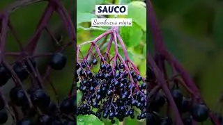SAUCO | #plants #medicine #medicinalplants #bio #shorts #agro #world #new #agriculture #plantas
