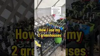 How I use my 2 greenhouses #zone6