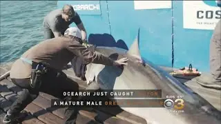 Largest Tagged Male Great White Is Sighted Of New Jersey Coast