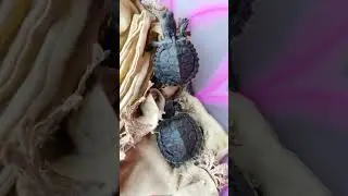 🐢🐢🙏 #redslider #sliders #shortvideo #babyreptile #turtle 🐢🙏🙏##@#4