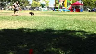 Disc Dogs of the Golden Gate at Sac Banana Fest - 2
