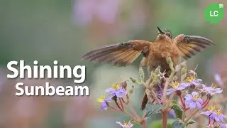 Shining Sunbeam #hummingbird #colibr&iacute; #beijaflor #picaflor #Colombia