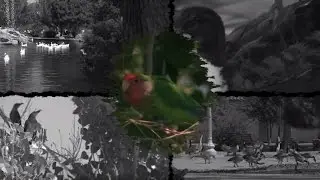 Love birds call the valley home