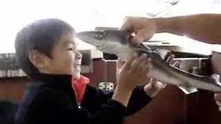 Mud shark