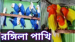 Beautiful birds | love bird | Rainbow birds |
