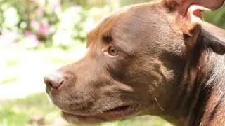 DOG GROOMING BRISBANE_Pet Care_Dog Daycare_ Hollywood Dogs