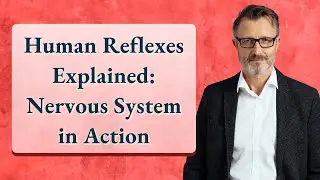 Human Reflexes Explained: Nervous System in Action