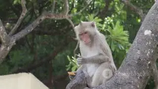 The comparing between a monkey guenon&nbsp;monkey