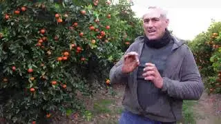 Información para sanidad vegetal de Valencia